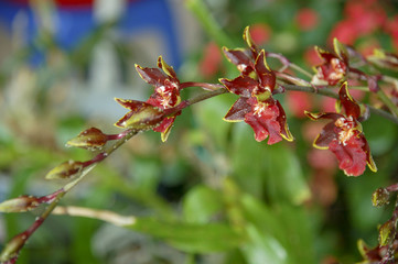 Colourful Cymbidium flower is a genus of 52 evergreen species in the orchid family