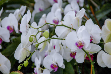 Colourful Cymbidium flower is a genus of 52 evergreen species in the orchid family