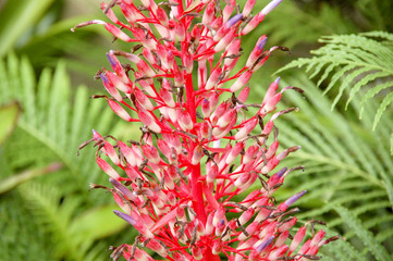 Colourful Cymbidium flower is a genus of 52 evergreen species in the orchid family