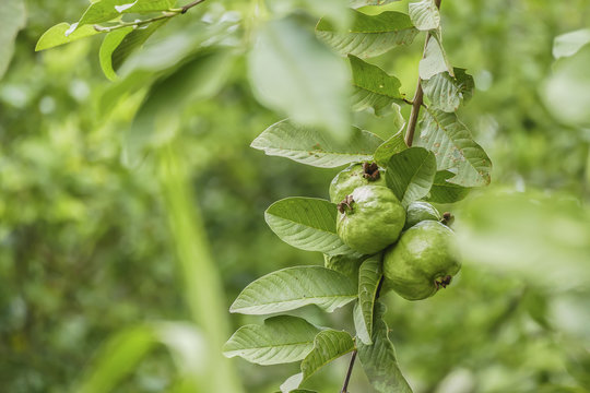 Green guava fruits