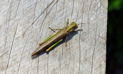 Green big Grasshopper in trunk