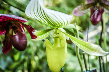 Colourful Cymbidium flower is a genus of 52 evergreen species in the orchid family