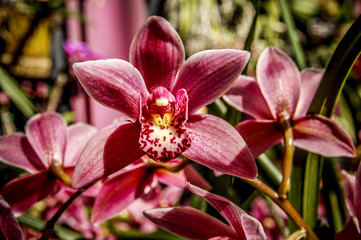 Colourful Cymbidium flower is a genus of 52 evergreen species in the orchid family
