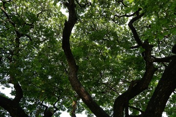 Tree silhouette on blue sky background, Looking up branch and leaf on sky background, abstract wallpaper