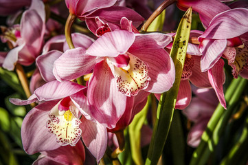 Colourful Cymbidium flower is a genus of 52 evergreen species in the orchid family