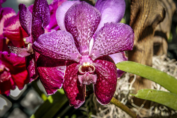 Colourful Cymbidium flower is a genus of 52 evergreen species in the orchid family