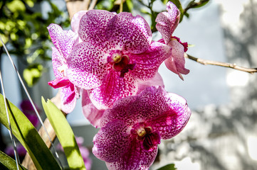 Colourful Cymbidium flower is a genus of 52 evergreen species in the orchid family