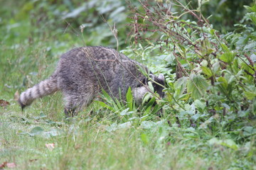 Obraz premium raccoon