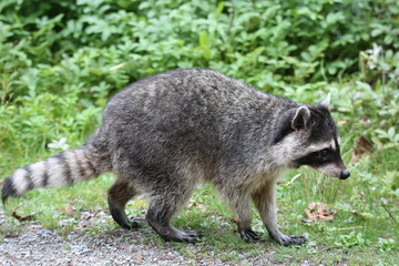 raccoon