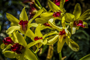 Colourful Cymbidium flower is a genus of 52 evergreen species in the orchid family