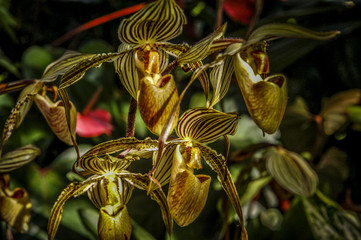 Colourful Cymbidium flower is a genus of 52 evergreen species in the orchid family