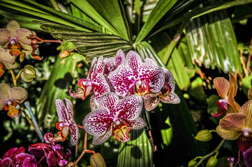Colourful Cymbidium flower is a genus of 52 evergreen species in the orchid family