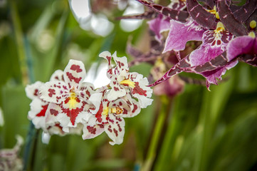 Colourful Cymbidium flower is a genus of 52 evergreen species in the orchid family
