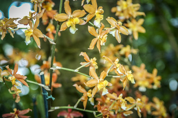 Colourful Cymbidium flower is a genus of 52 evergreen species in the orchid family