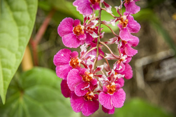 Colourful Cymbidium flower is a genus of 52 evergreen species in the orchid family