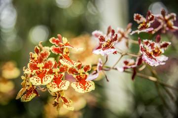 Colourful Cymbidium flower is a genus of 52 evergreen species in the orchid family