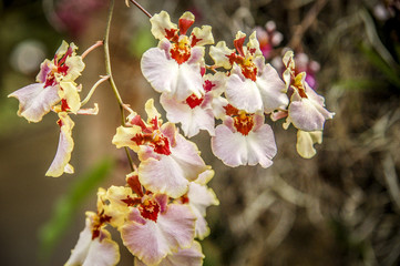 Colourful Cymbidium flower is a genus of 52 evergreen species in the orchid family