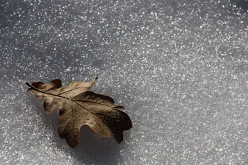 Oak leaf on snow./In sunny day on the scintillating melted snow the lonely dry oak leaf lies.