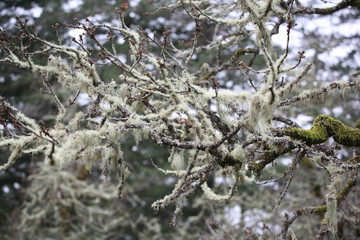 moss on a tree