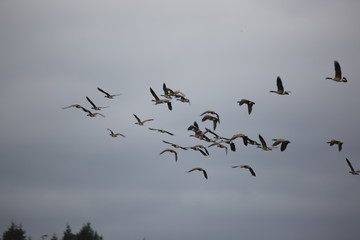 flock of birds