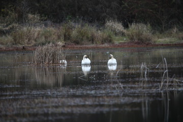 swans on the lake