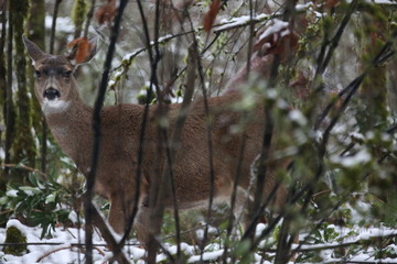deer in the forest