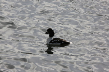 duck in water