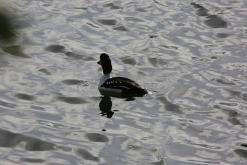 duck in the water