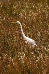 Great egret