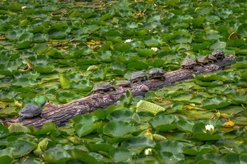Turtles on a floating log