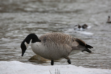 canada goose