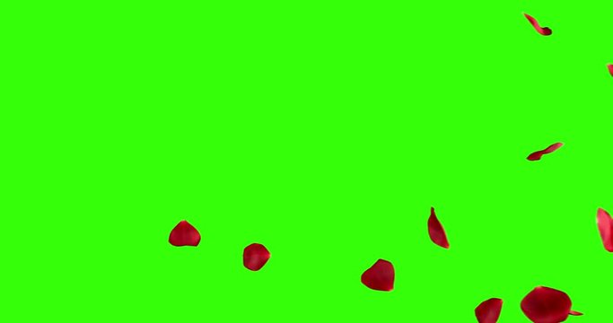 red rose petals screen transition horizontal flying flowing on chroma key, green screen background, with alpha channel, holiday love, relationship and valentine day concept