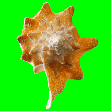 Conch Shell on Chroma Key Green Background