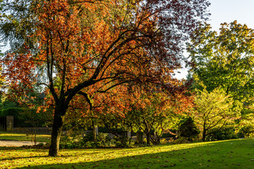 Fototapeta premium Green park in early autumn with clear sky.