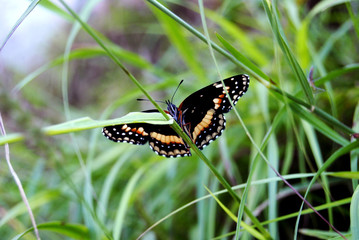 Mariposa