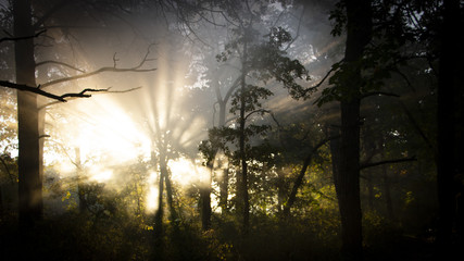Naklejka premium Morning freshness in a beautiful autumn face, a ray of sunshine passes through the branches of redays at dawn