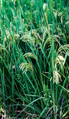 A piece of green reeds