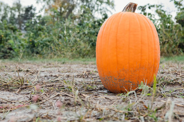 Orange gourd pumpkin for fall season decoration