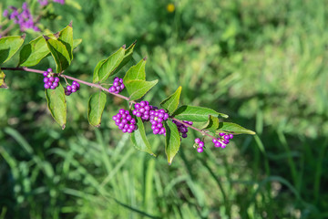 むらさきしきぶ