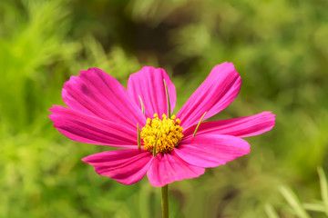 Obraz premium Cosmos is flowering plants in the sunflower family.