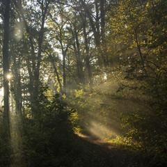 Obraz premium Morning freshness in a beautiful autumn face, a ray of sunshine passes through the branches of redays at dawn