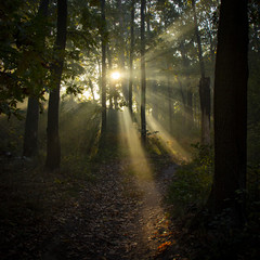 Fototapeta premium Morning freshness in a beautiful autumn face, a ray of sunshine passes through the branches of redays at dawn