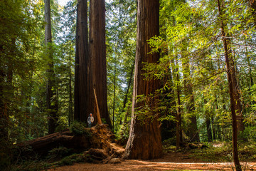 Redwood State Park California