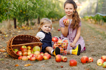 Fototapeta premium Portrait two siblings girls, little toddler and kid with red apples in organic orchard. Happy siblings, children, beautiful sisters picking ripe fruits from trees, having fun. Family, harvest season