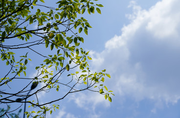 Captured in Hangzhou Xixi Wetland scenery