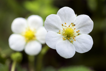 オランダイチゴの花のアップ