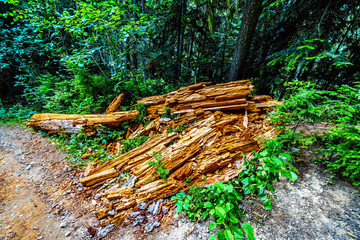 Decomposed tree trunk on a hiking trail to Falls Lake near the Coquihalla Summit in British Columbia, Canada