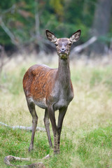 Red deer (Cervus elaphus)