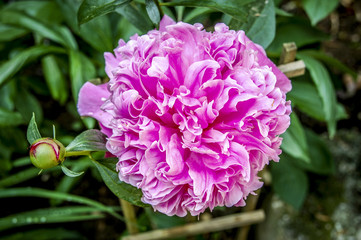 Close-Up of beautiful Pink and White Peony rose Blooming Outdoors 