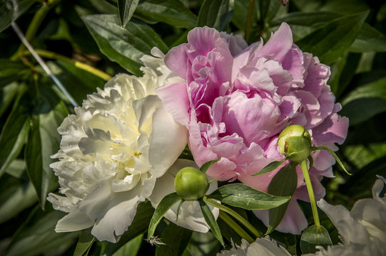 Close-Up of beautiful Pink and White Peony rose Blooming Outdoors 